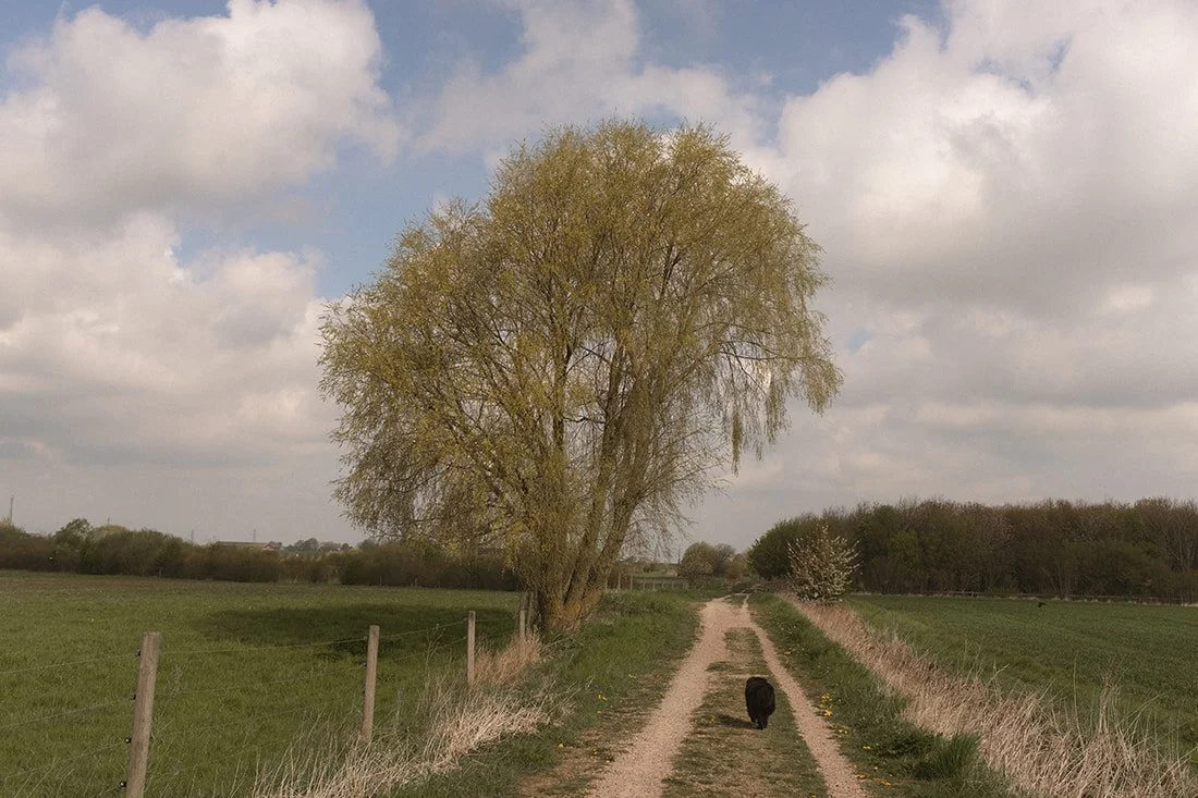 Nöbbelövs mosse Lund (2).jpg