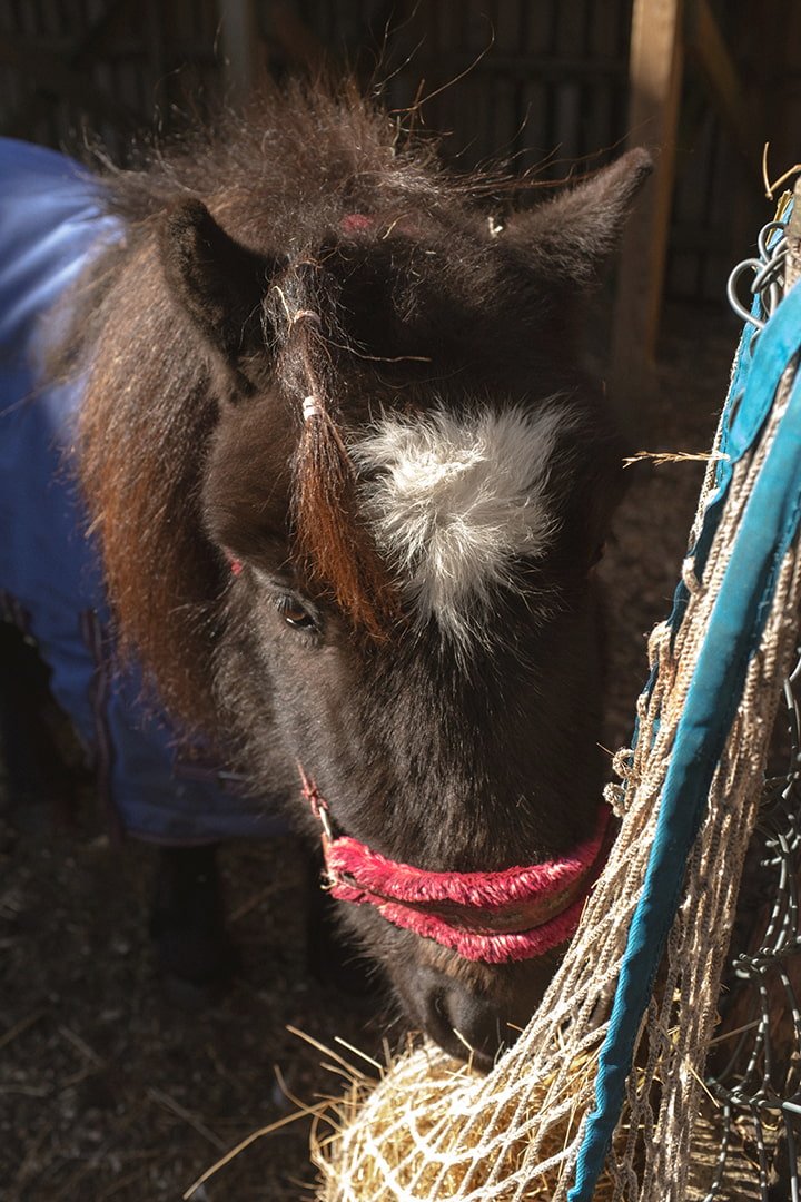 Gunnesbo 4H-gård Lund (3).jpg