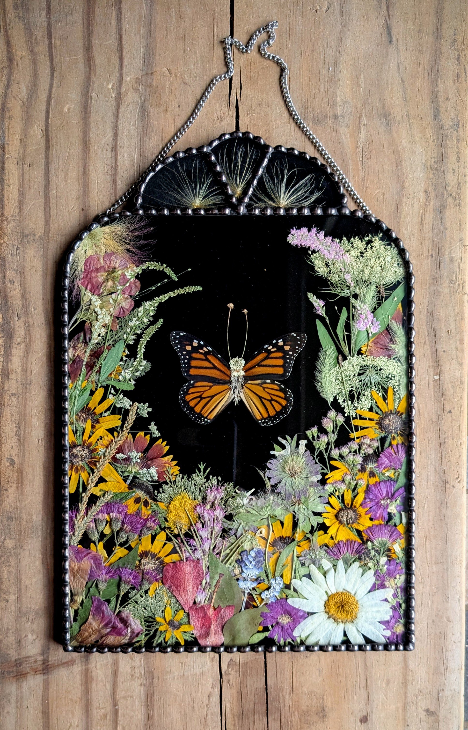 Real Monarch Butterfly Wings in Texas Flower Garden