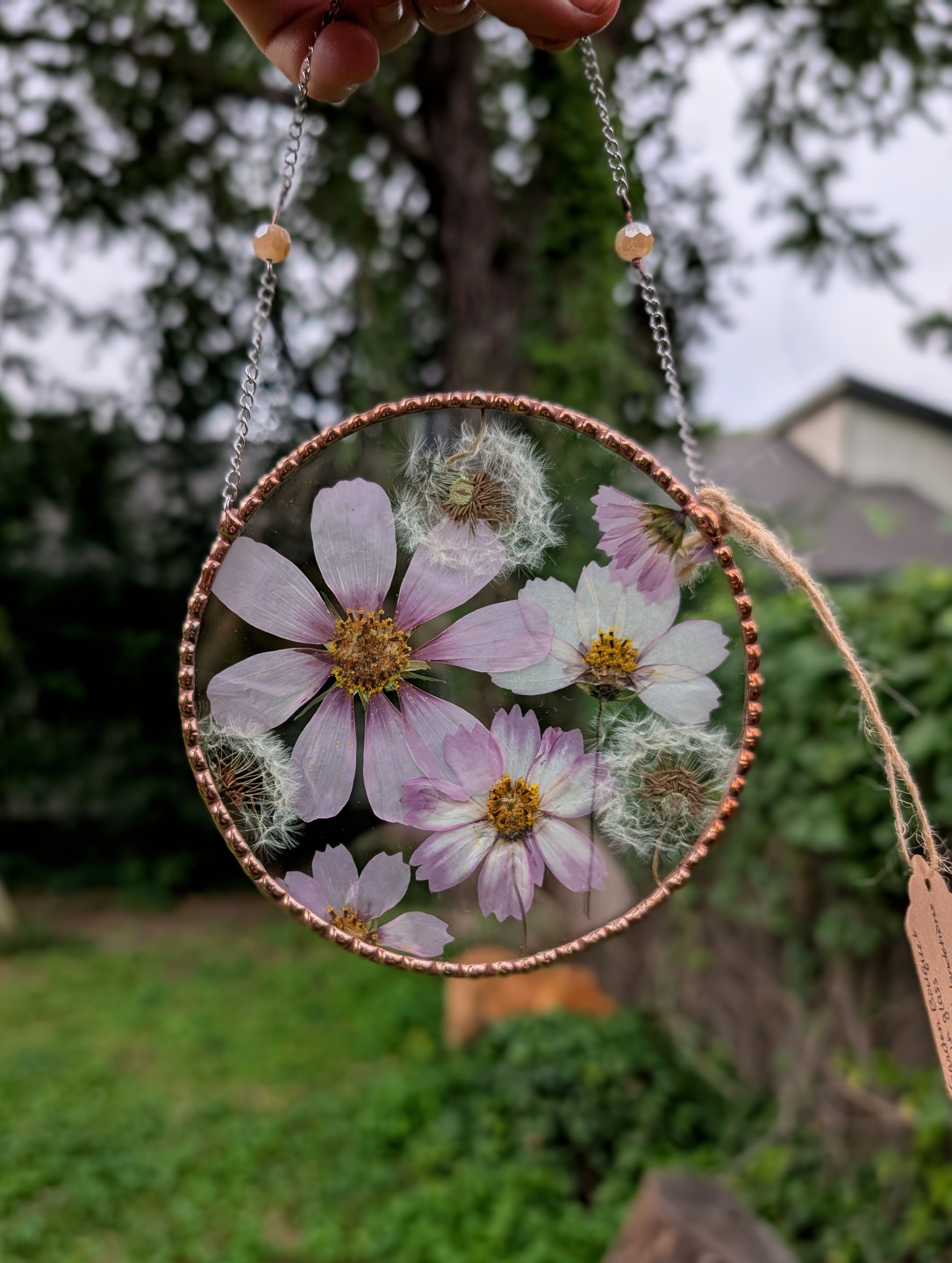 Pink Cosmos and Dandelions in Glass