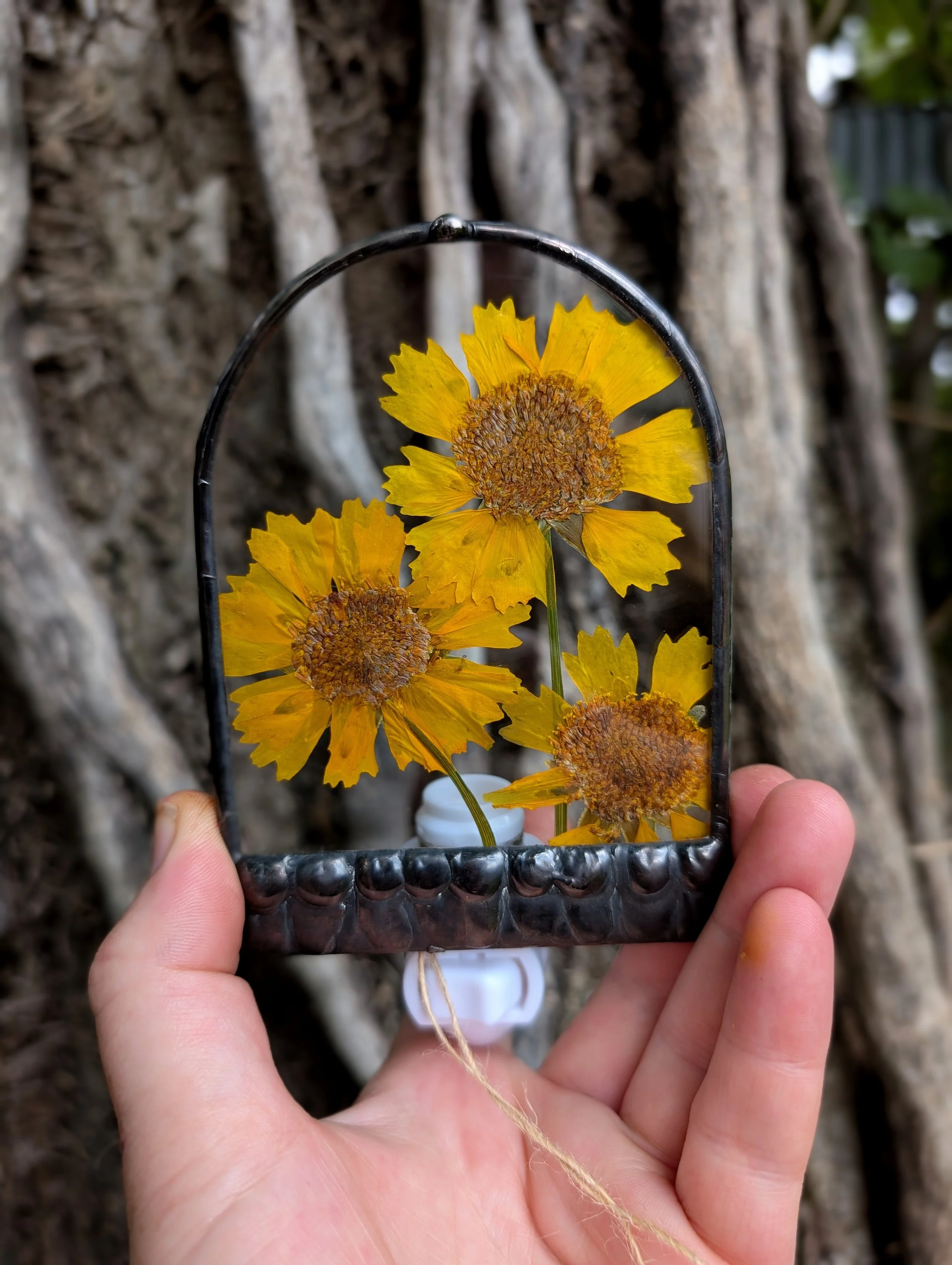 Pressed Flower Nightlight - Coreopsis