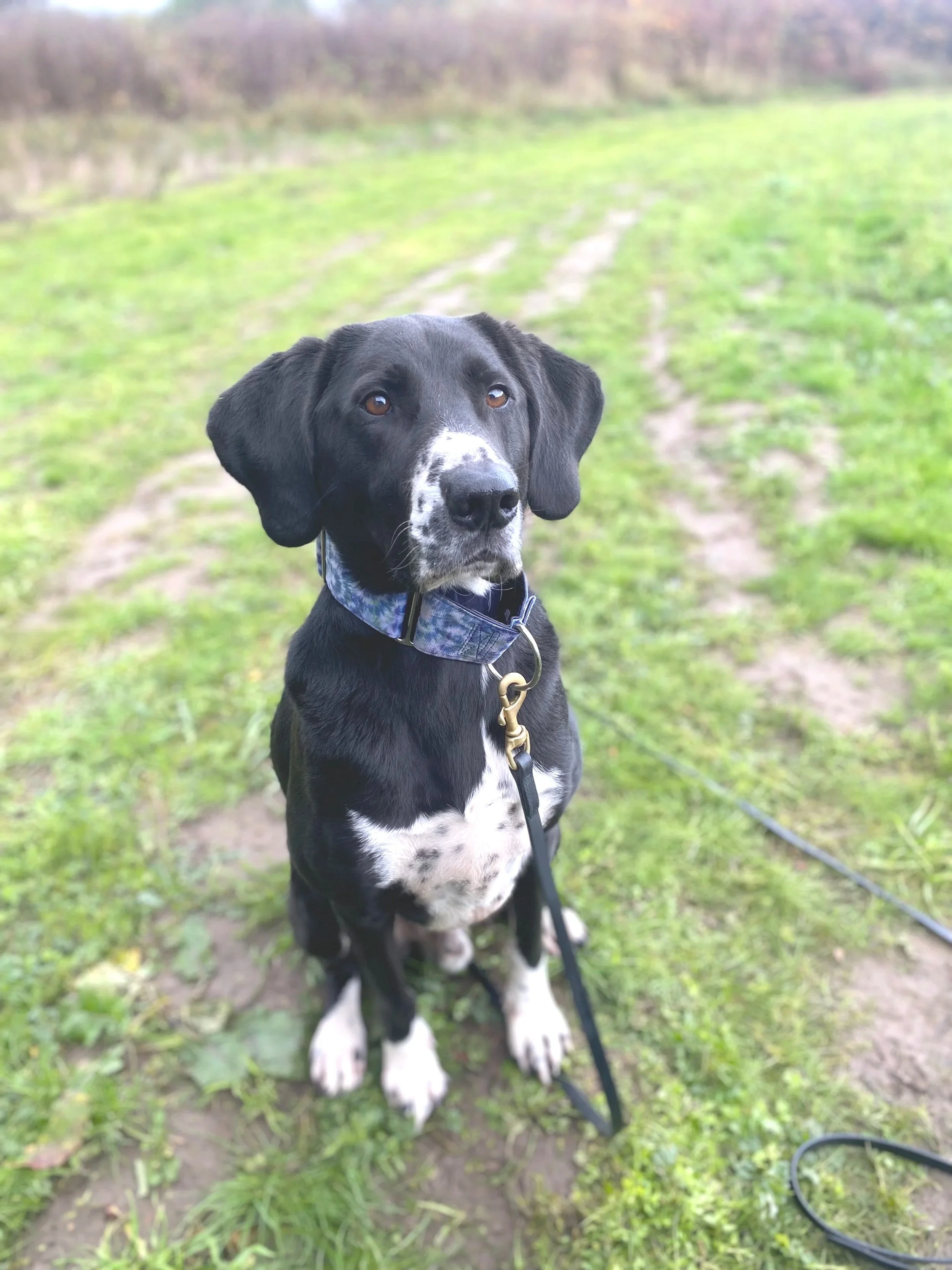 Comprehensive Behavior