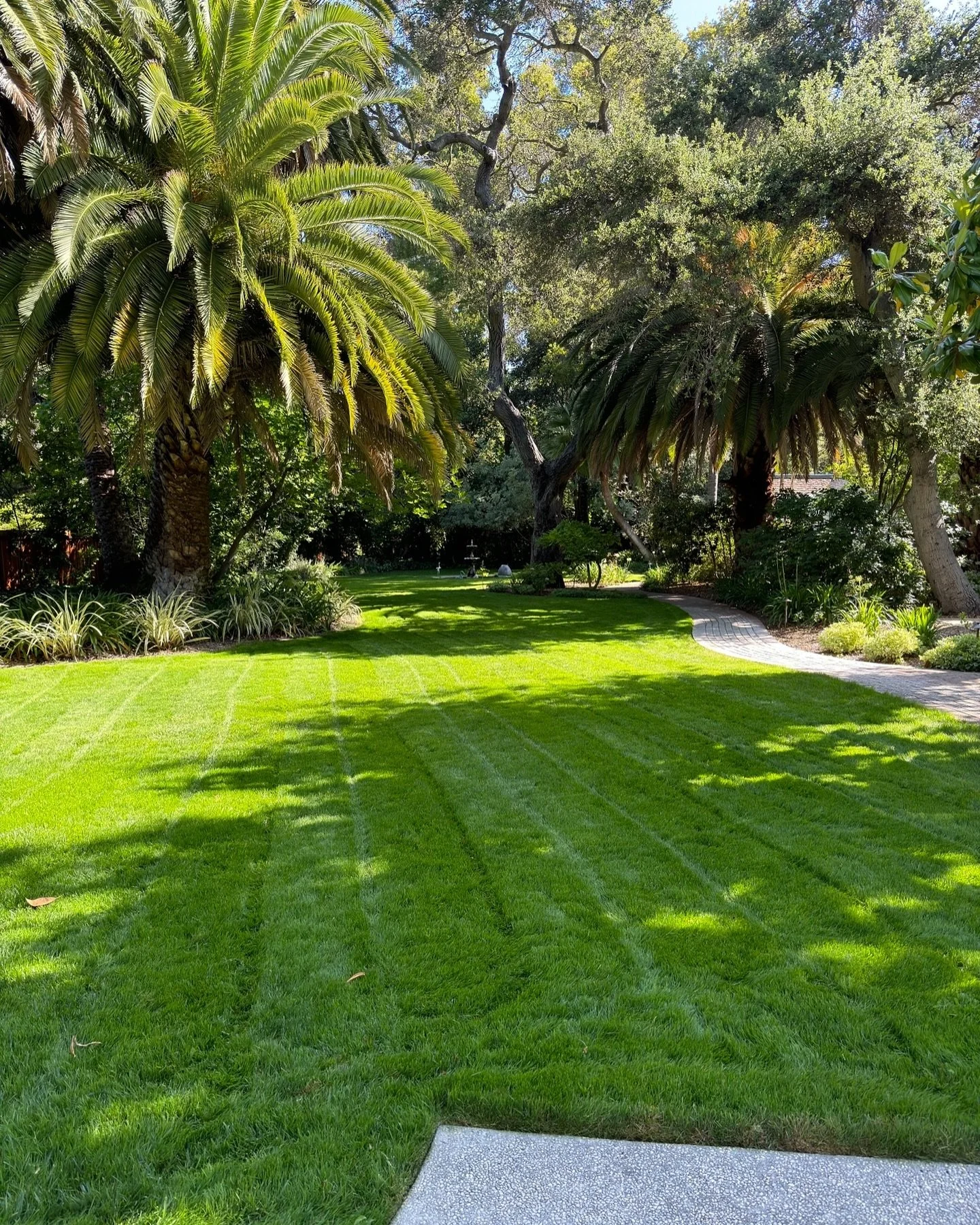 Discover paradise in a lush tropical oasis, all in the comfort of your own backyard. 🌴🌿🏡

#bayareagardening #garden #palmtrees