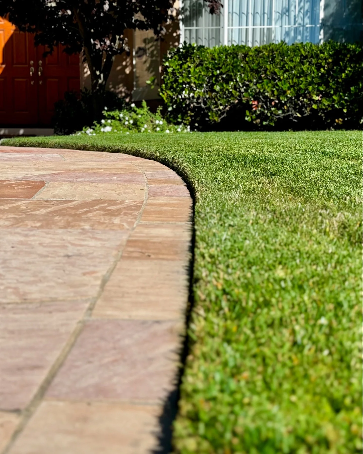 Green and pristine with straight yet curvy lawn edges 🌱✂️🔁

#bayareagardening #greenthumb #landscape #bluecollar #outdoors