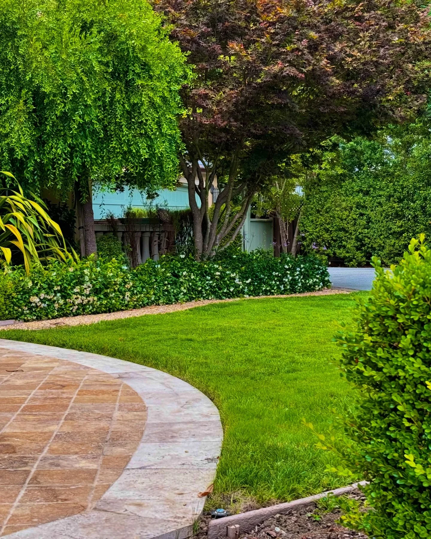 Lost in the greenery 🌿✨ A serene escape where the world feels still and nature takes the spotlight. 

#garden #dreamgarden #gardendreams #bayareagardening #skills