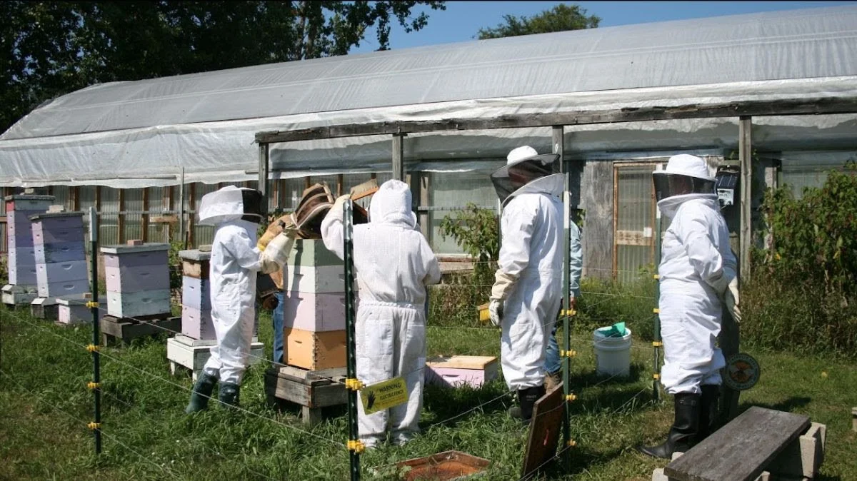 Bee Yard Wednesday