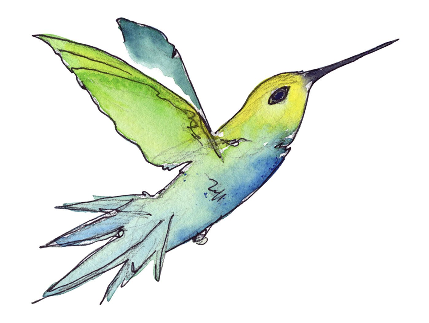 hummingbird.jpg
