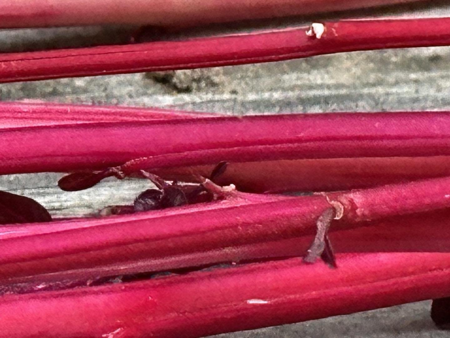 Amaranth 
An exquisite RED

#foundinnature
#vexanddelight
#create
#creativity