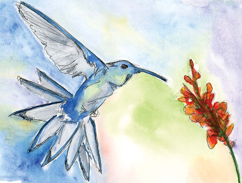 hummingbird flower.jpg