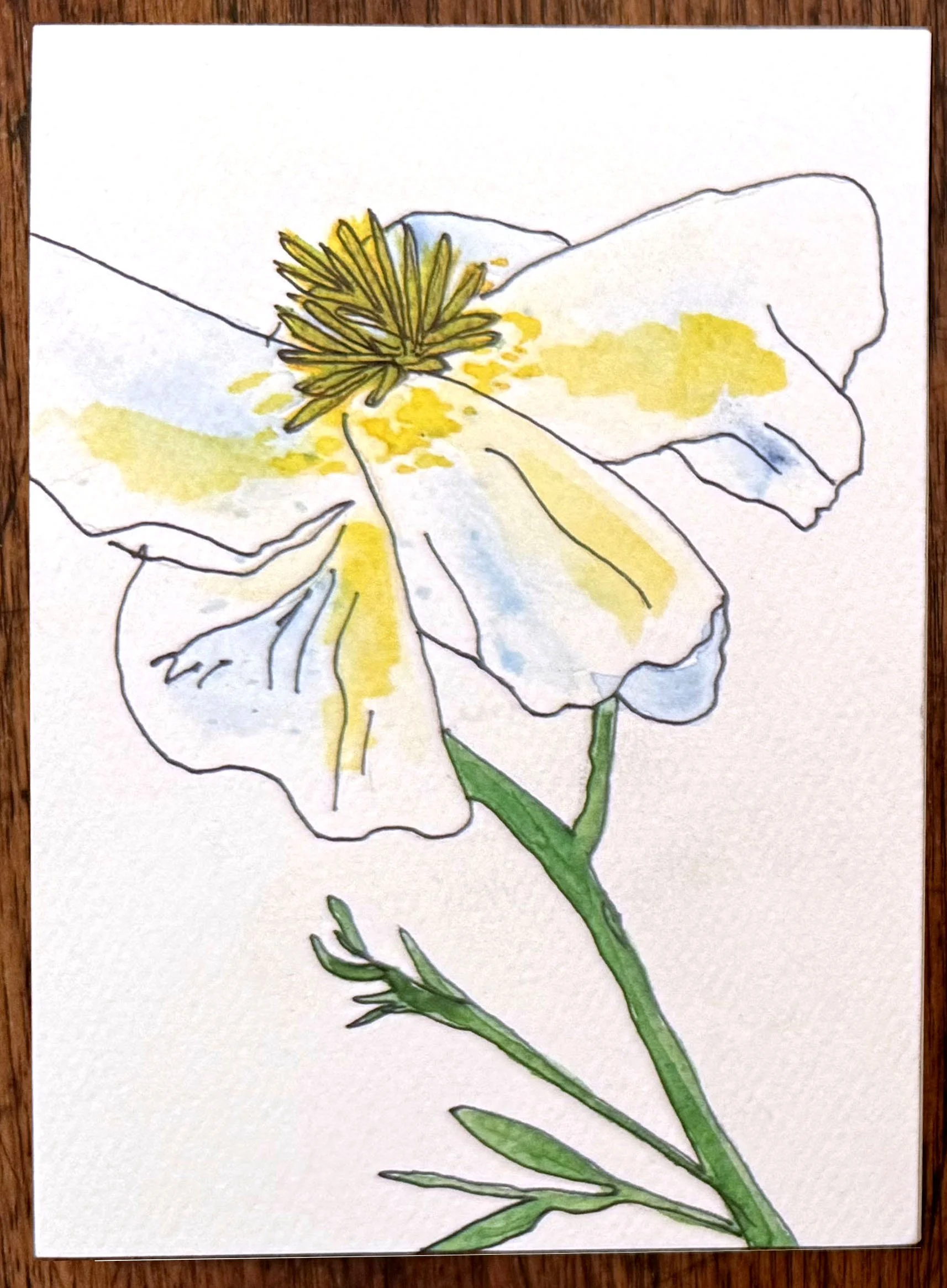 Original Art Blank Card featuring Beautiful White Matillija Poppy - vertically oriented card