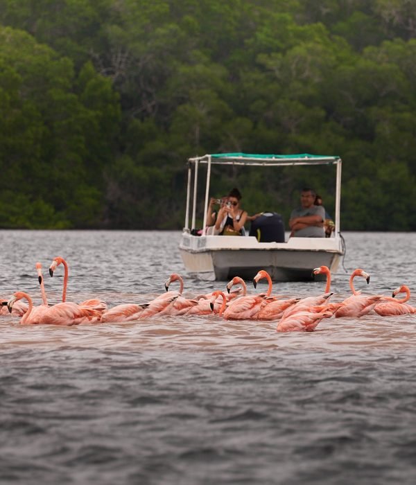 23.11.28-Celestun-Flamingoes-134-edited-qm4o6vxyi76n7j8kixs6s39qiwpk0ueoaq5hcerhw8.jpeg