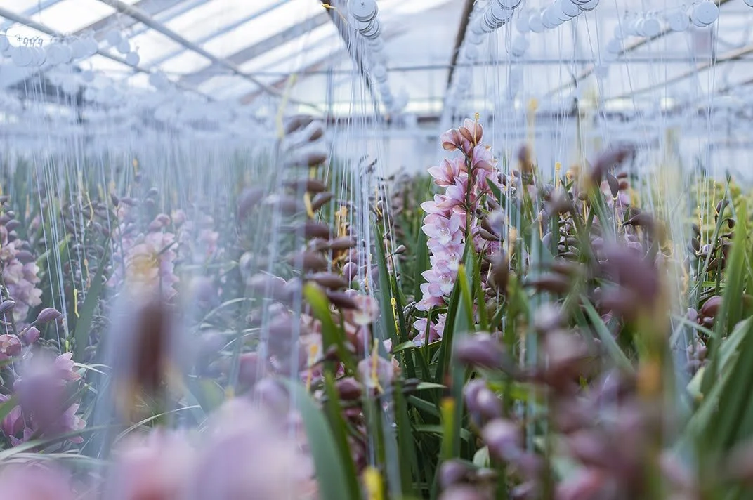 Ruby Cheerio  1 - Copy.jpg