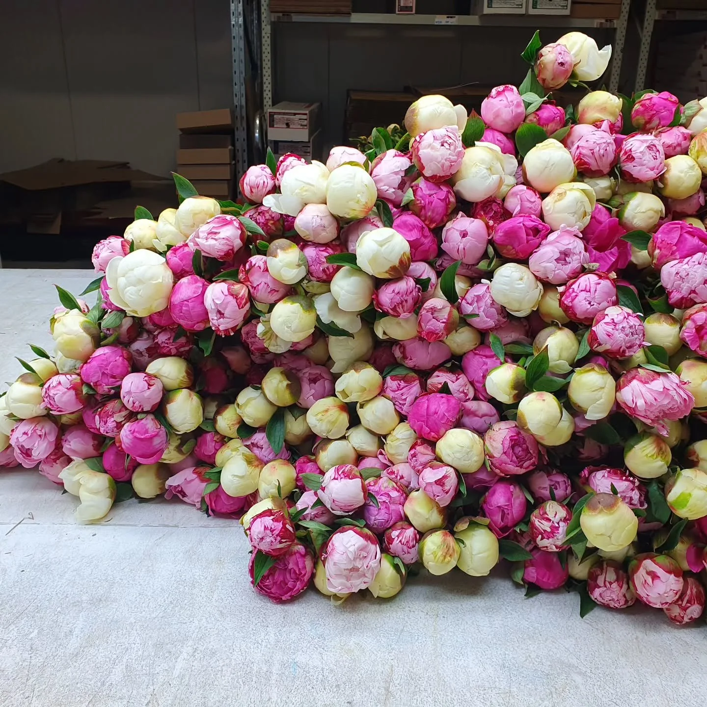 New Zealand Peonies...needed to be on the grid! #wholesaleflowers #newzealandpeonies