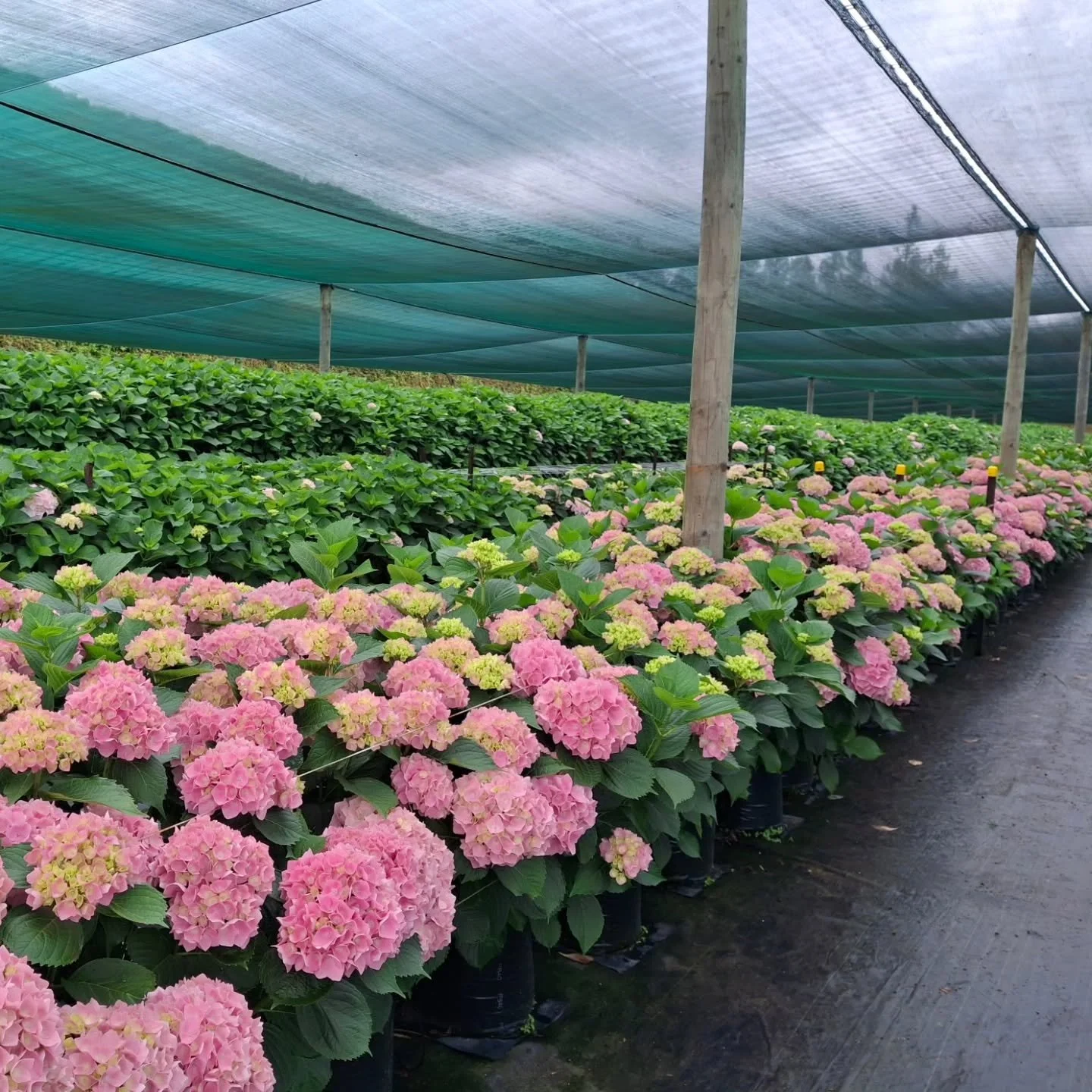 Progress photo from our beautiful grower! Hydrangea Holstein soft pink &amp; Alpine hot pink. 💕

#hydrangeas #newzealandflowers #newzealandbloom #wholesaleflowers #nzgrown #alpinepink #holstein