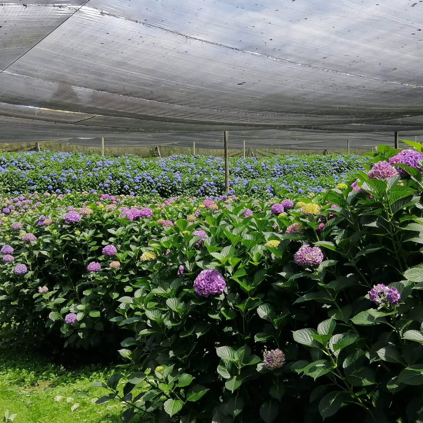 Hydrangea production purple 💜