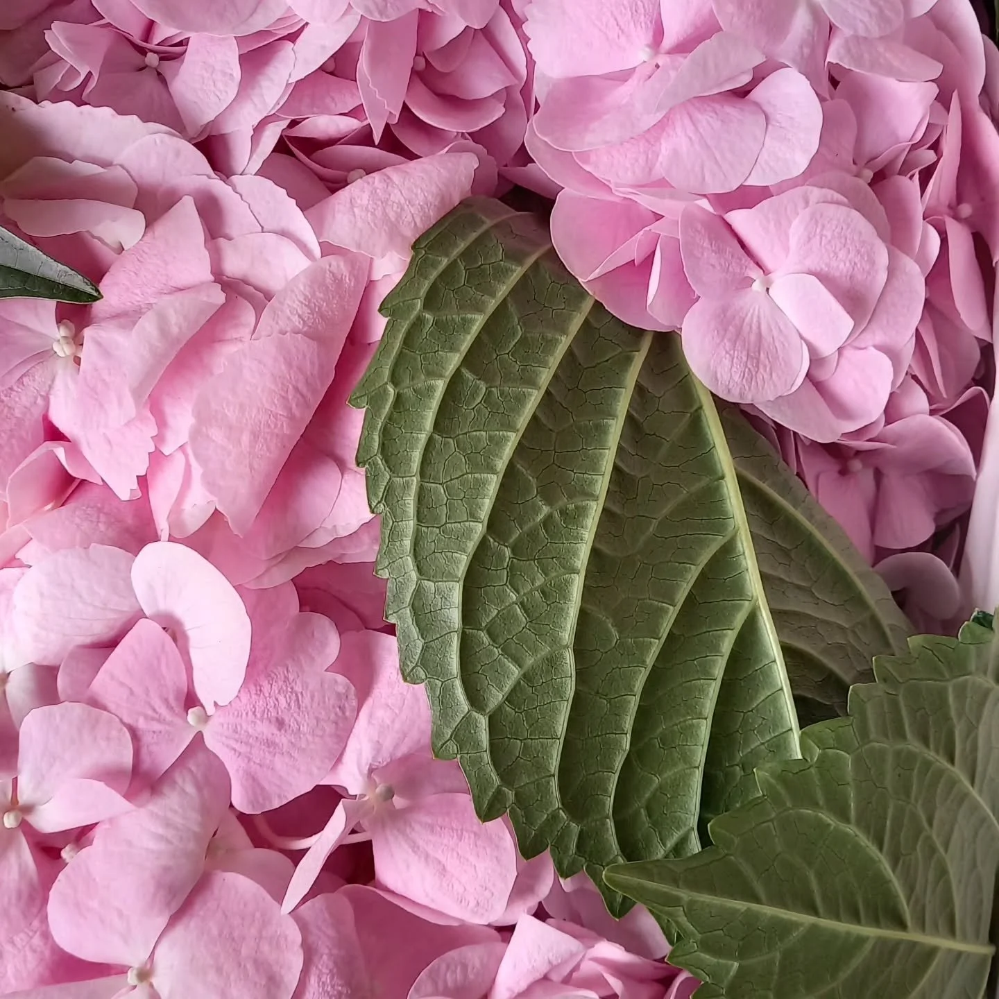 Spotlight on the prettiest 'Irene'. Soft pink delight.