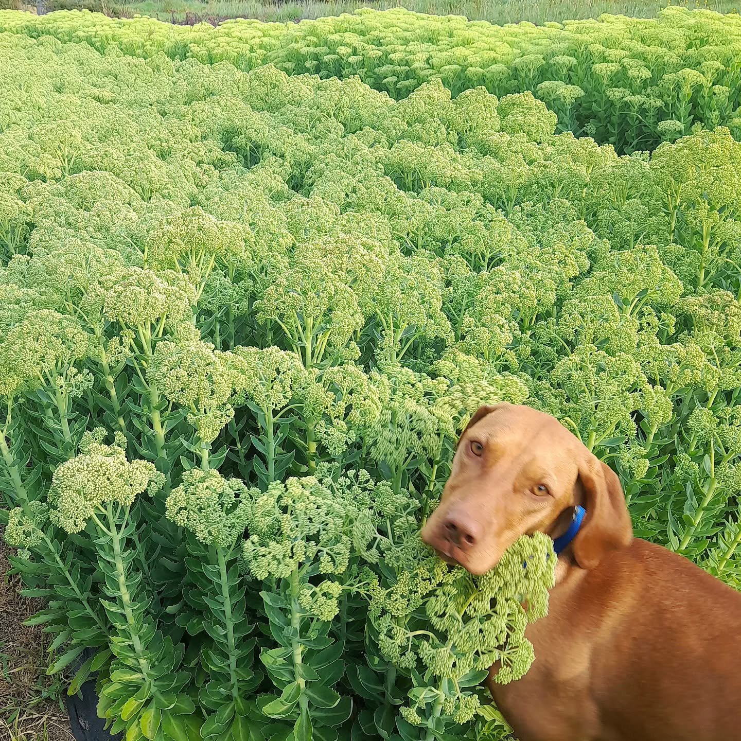 SEDUM!! A long lasting, favorite foliage, for it's strong stems &amp; voluminous heads. Green stage 'Autumn Joy'  before it breaks open to its pink flowering stage later 💕

#sedum #autumnjoy #growninnewzealand #wholesaleflowers #newzealandbloom