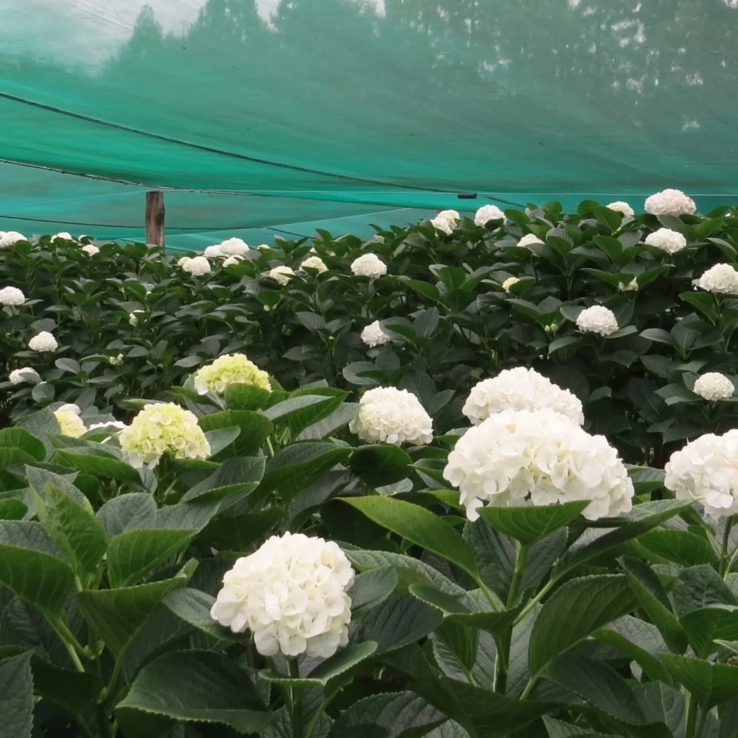 Premium Hydrangea White Swan, increasing in supply and good numbers through to March! 🤍

#hydrangeas #whiteflowers #weddingflowers #wholesaleflowers #growninnewzealand
