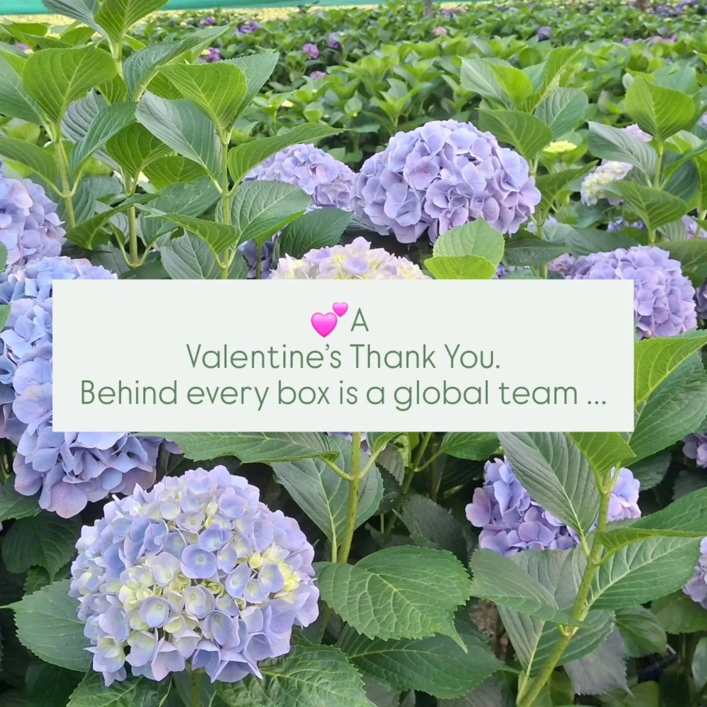 #valentinesflowers #newzealandbloom