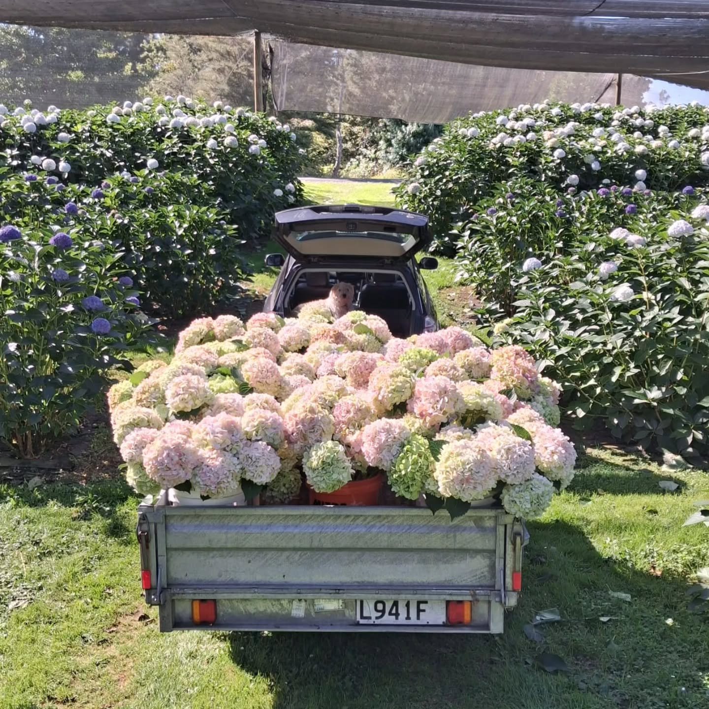 Toooo cute!  Grower just sent this pretty snap of their Antique Julianna's 💕 looking at bit more blush in this 📷 than usual under this glowing Autumn Sun.