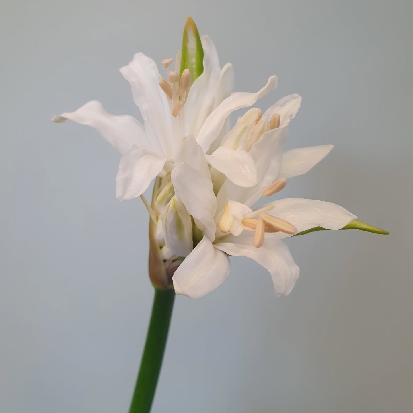 It's a big week for Nerines!  Peak season picking, long lasting fragrant cuties!  Mixes and monos. Plenty of whites, salmon and light pink. 💕