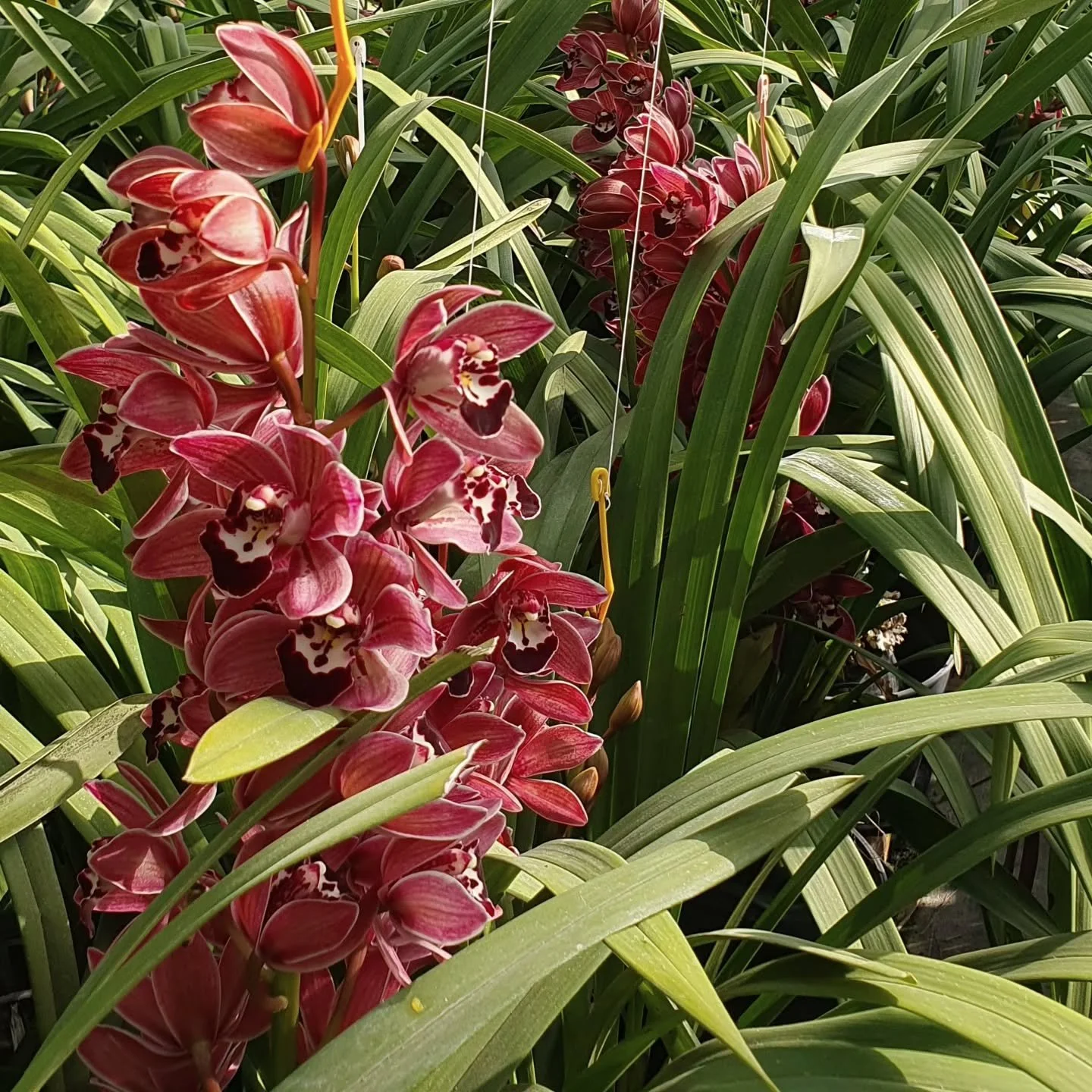 Delighted to kick start the Mini Cymbidium with the most delicious variety Cherry Cola! 🍒
More colours and varieties will start in the next 2 weeks or so 😍