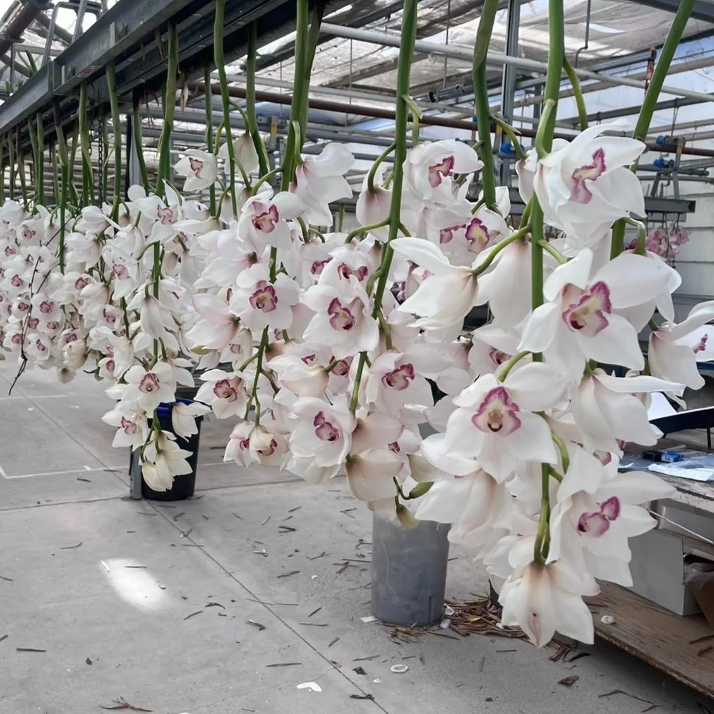 Cymbidium Infinity is a bloom of cool Ivory &amp; wine-stained velvet lip. 
A long season &amp; superb production numbers.