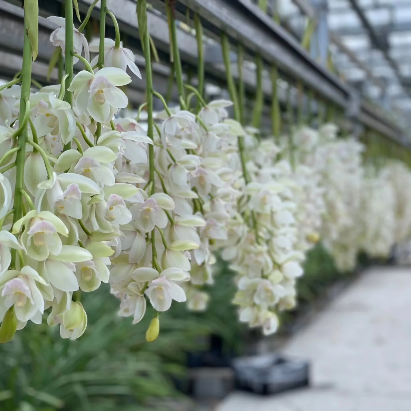 Pure and effortless 🤍 Mini Cymbidium Elfin Beauty.  Delicate, elegant, and perfect for bridal and event work. Available now from @newzealandbloom

 #newzealandbloom #nzflowers #minicymbidium #orchid #wholesaleflowers