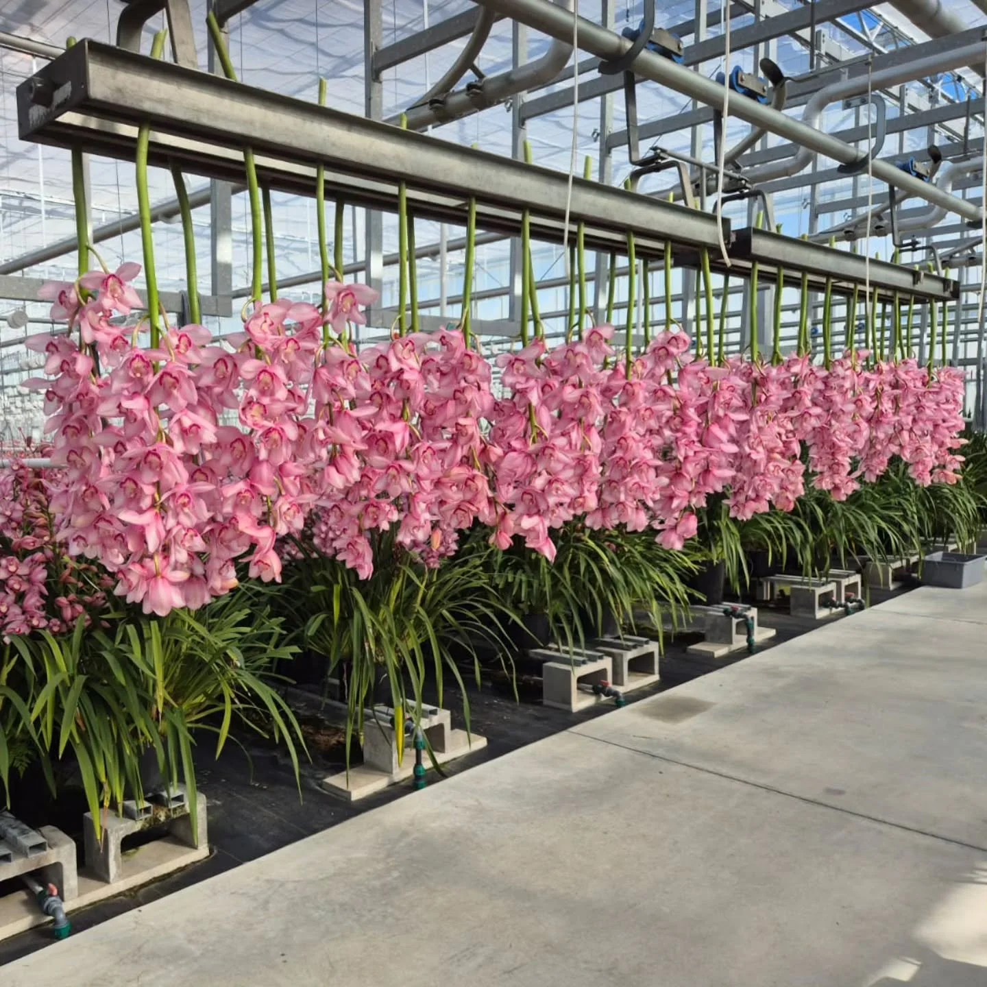 All about pink Josie!  Stunning pink, around for #mothersday❤️ 

#wholesaleflowers #pinkorchid #newzealandflowers #cymbidium