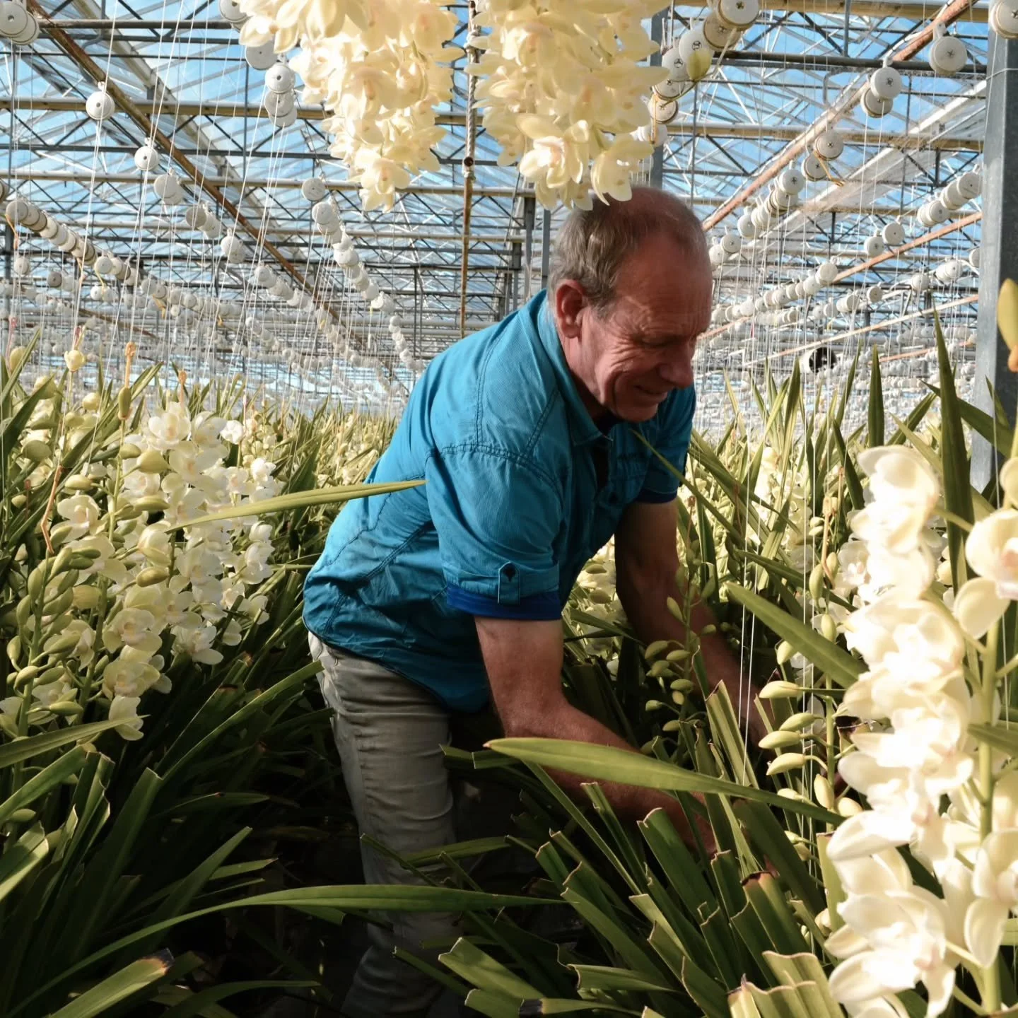 Peter from Utopia tending to his Mini Cymbidiums.  Its's a magical world in that glasshouse and a white out with all those gorgeous Elfin Beauty's.

#minicymbidium #whiteflowers #glasshouseflowers #growninnewzealand #elfinbeauty