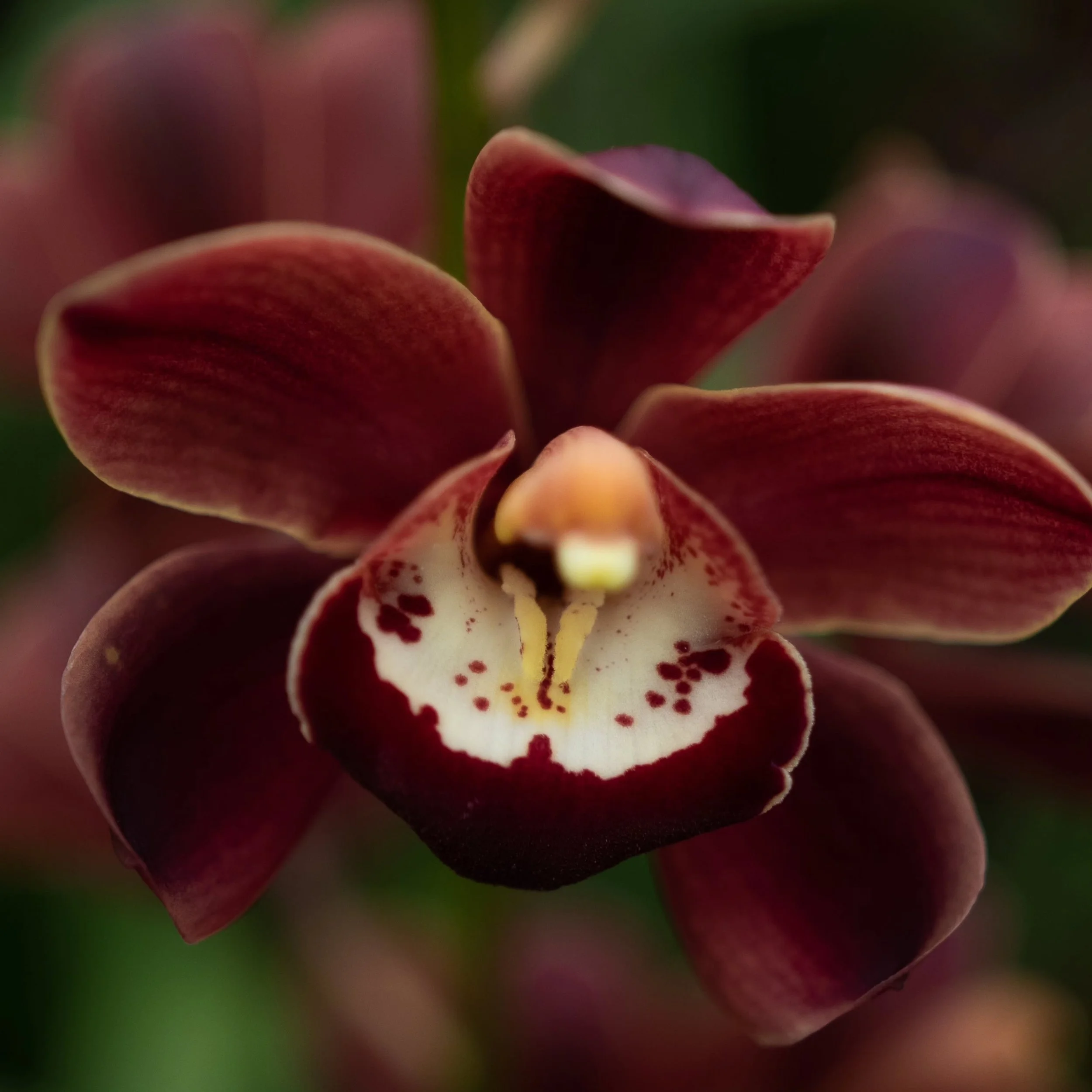 Mini Cym IC Brown/Red/Burgundy!  Pepper, Spotlight and Shiraz are in beautiful production right so time to indulge in these treasures 😍

#minicymbidium #newzealandflowers #growninnewzealand #glasshouseflowers #orchidseason