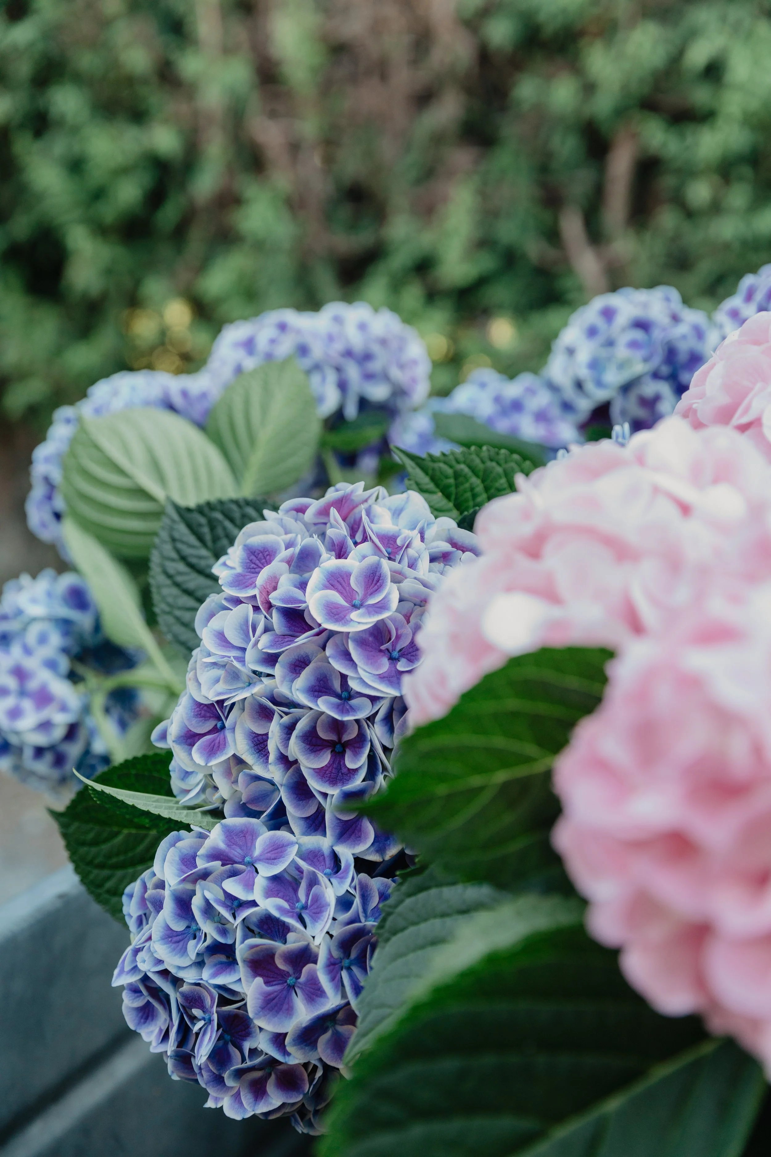 Natives 2024 Hydrangea Production (74).jpg