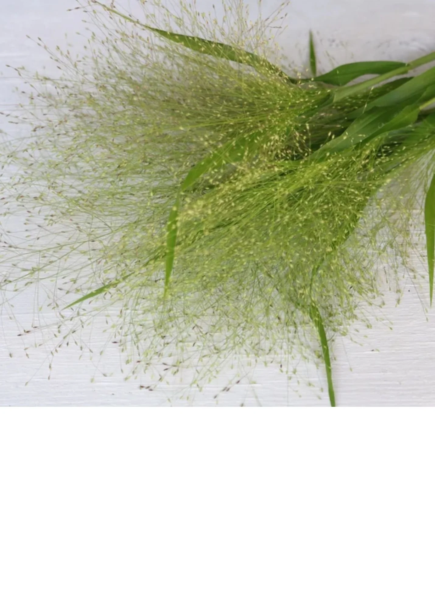 Explosion Grass - 10 Stems