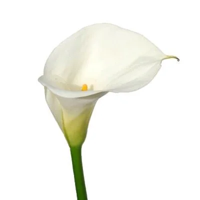 White_Mini_Calla_Lilies.jpg