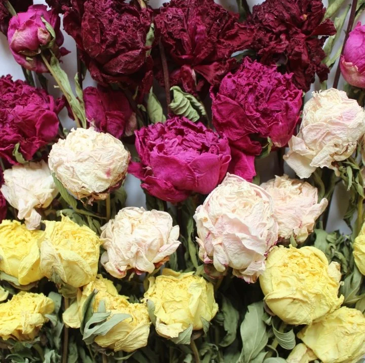 Dried Peony Bloom Boom.jpeg