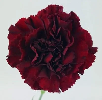 Burgundy Carnation