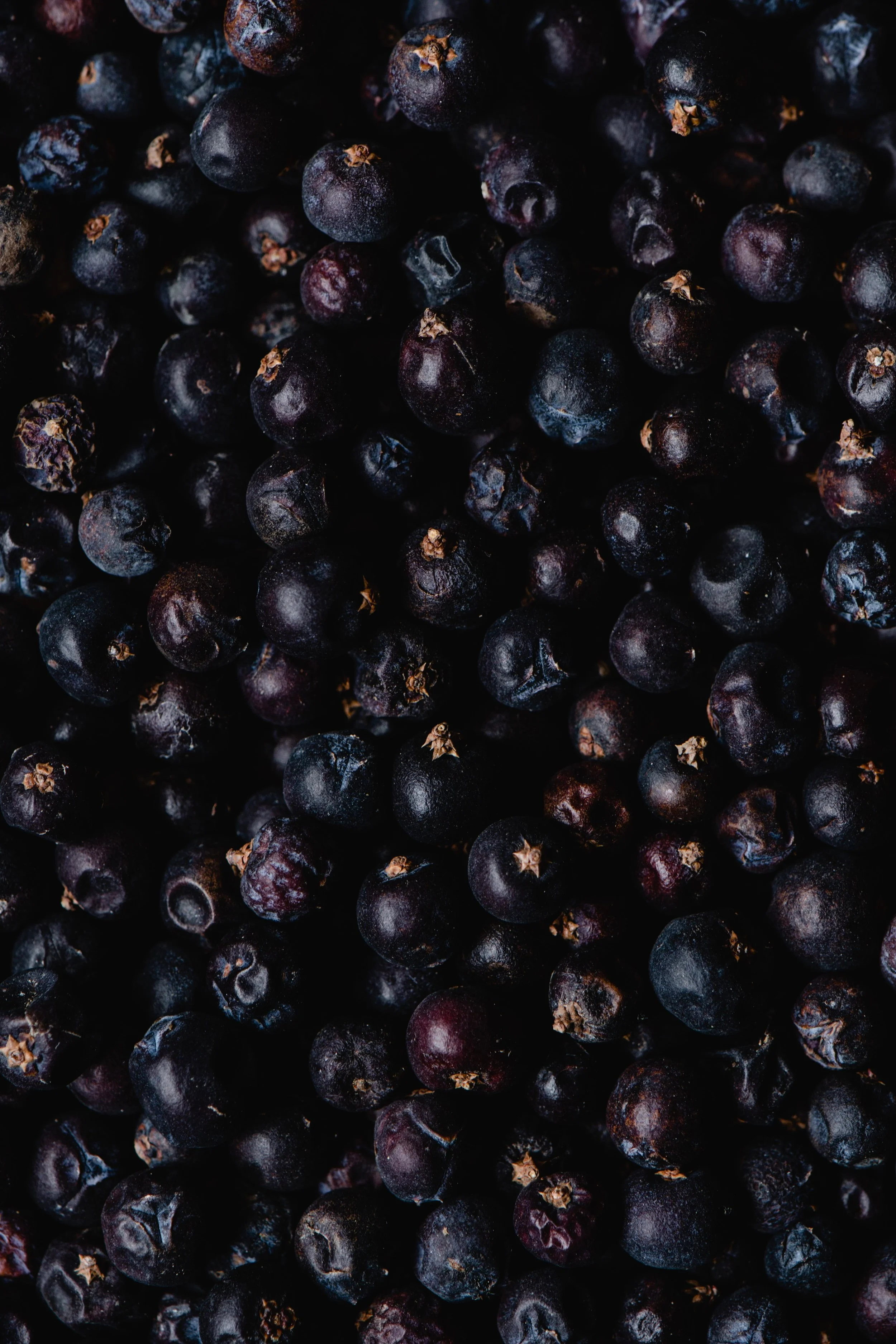 Juniper Berry