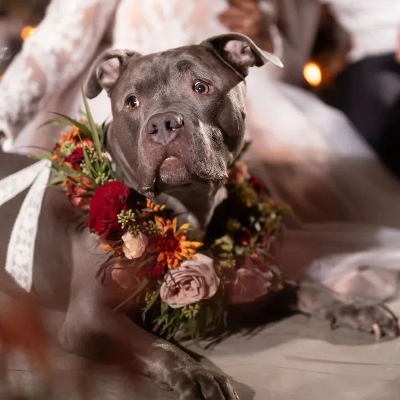 Toxic flowers for Fur Babies (Pets)