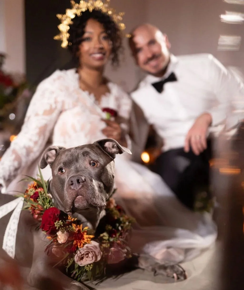 A gray dog with a flower collar on its neck, sitting in front of a bride and groom at a wedding reception. The bride in a white dress with curly hair and the groom in a tuxedo are smiling in the background.