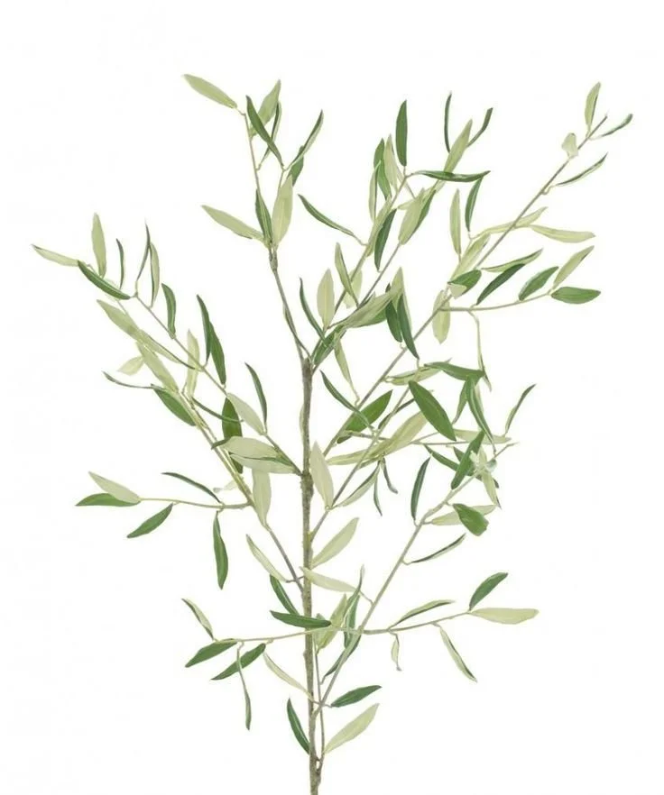 Olive_Branch (1).jpg