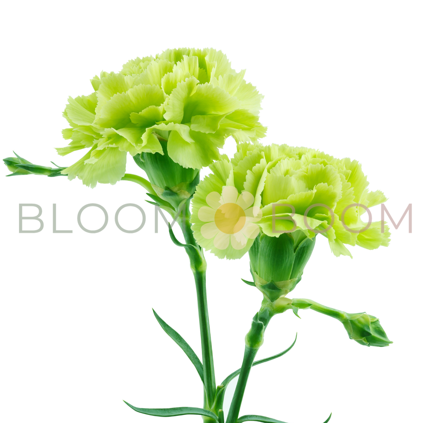 Untitled+design+%2815%29.png
