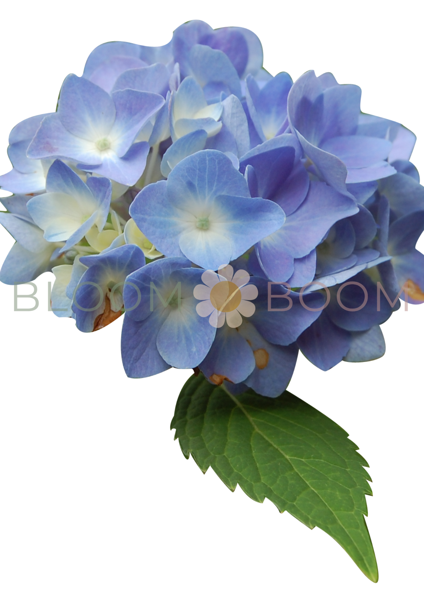 Blue Hydrangea Bloom Boom.png