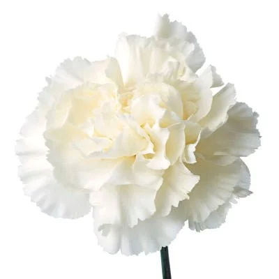 White_Carnations (1).jpg