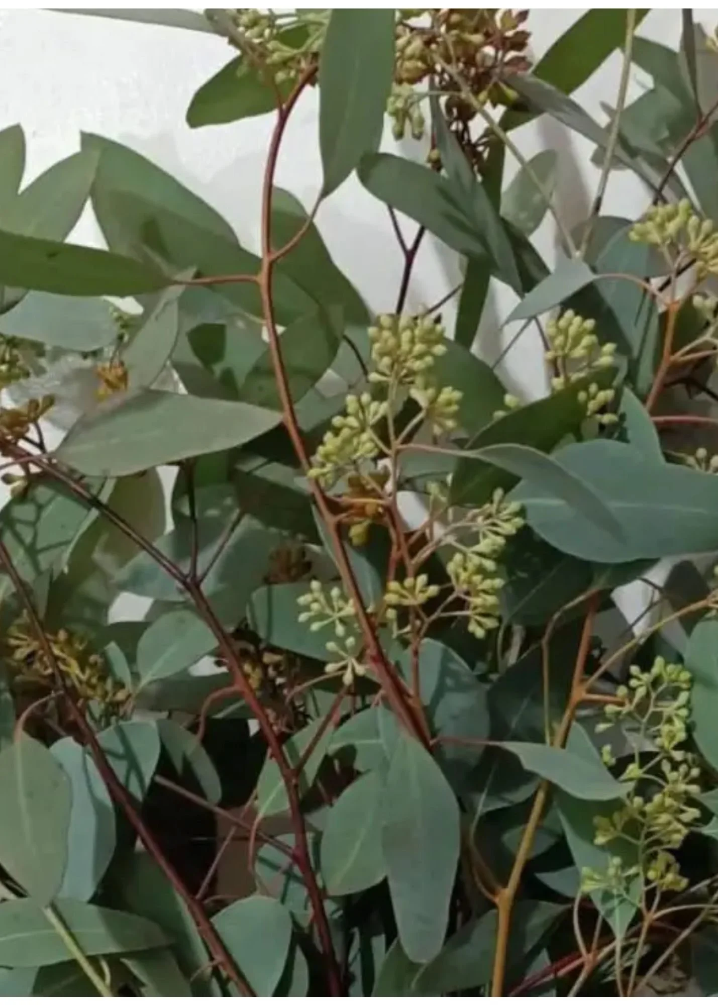 Seeded Eucalyptus.jpg