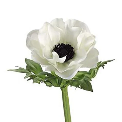 Anemone_White_And_Black.jpg