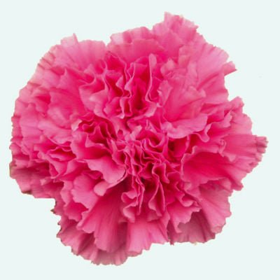 Hot_Pink_Carnations (1).jpg