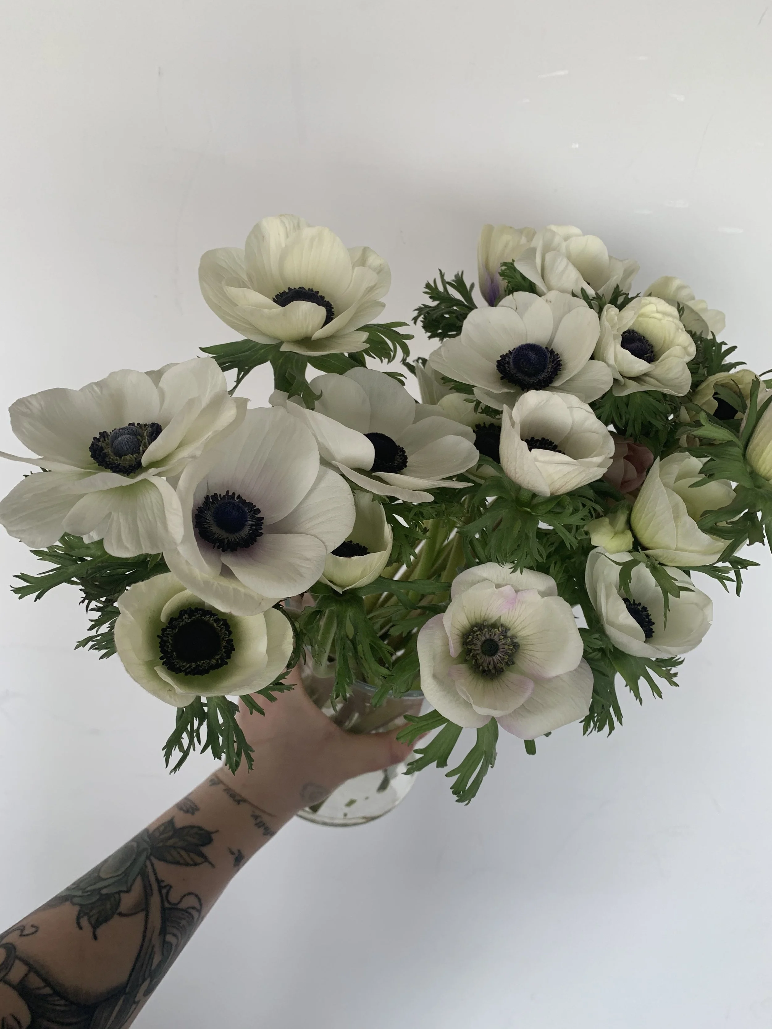 Anemone Panda Wholesale Canada