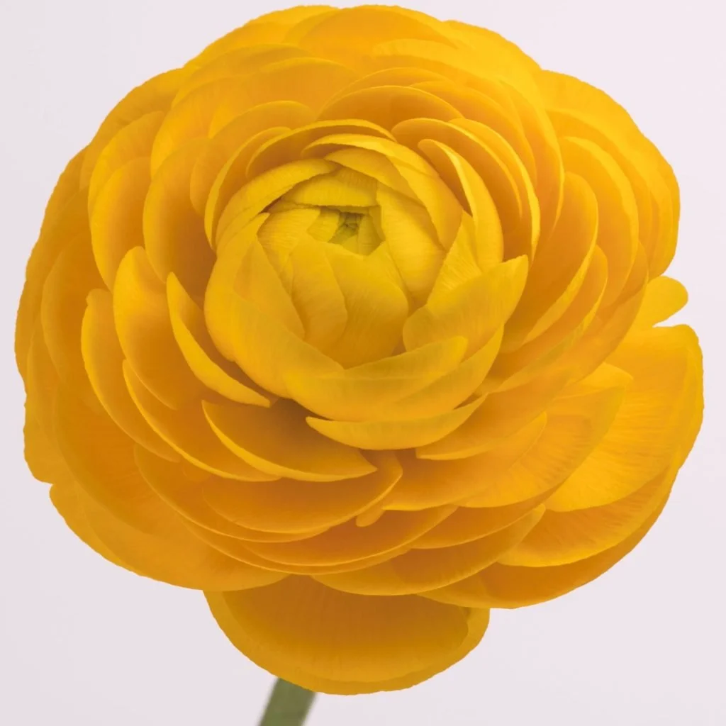 ranunculas_yellow.jpg