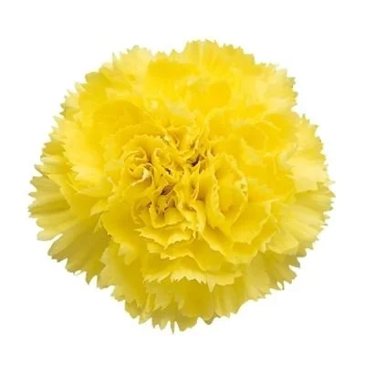 Yellow_Carnations (1).jpg