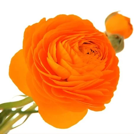 Ranunculus_Orange.jpg